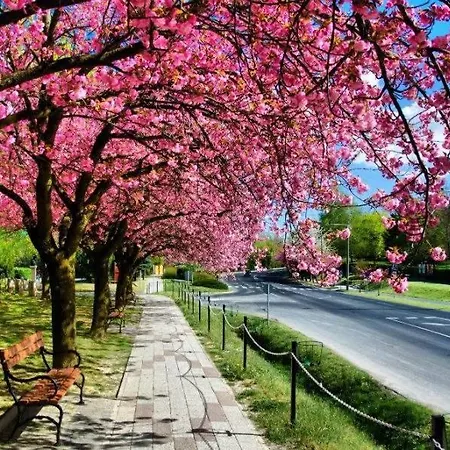 Goldvilla זלקרוס